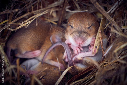 Baby mice sleeping in nest in funny position (Mus musculus) photo