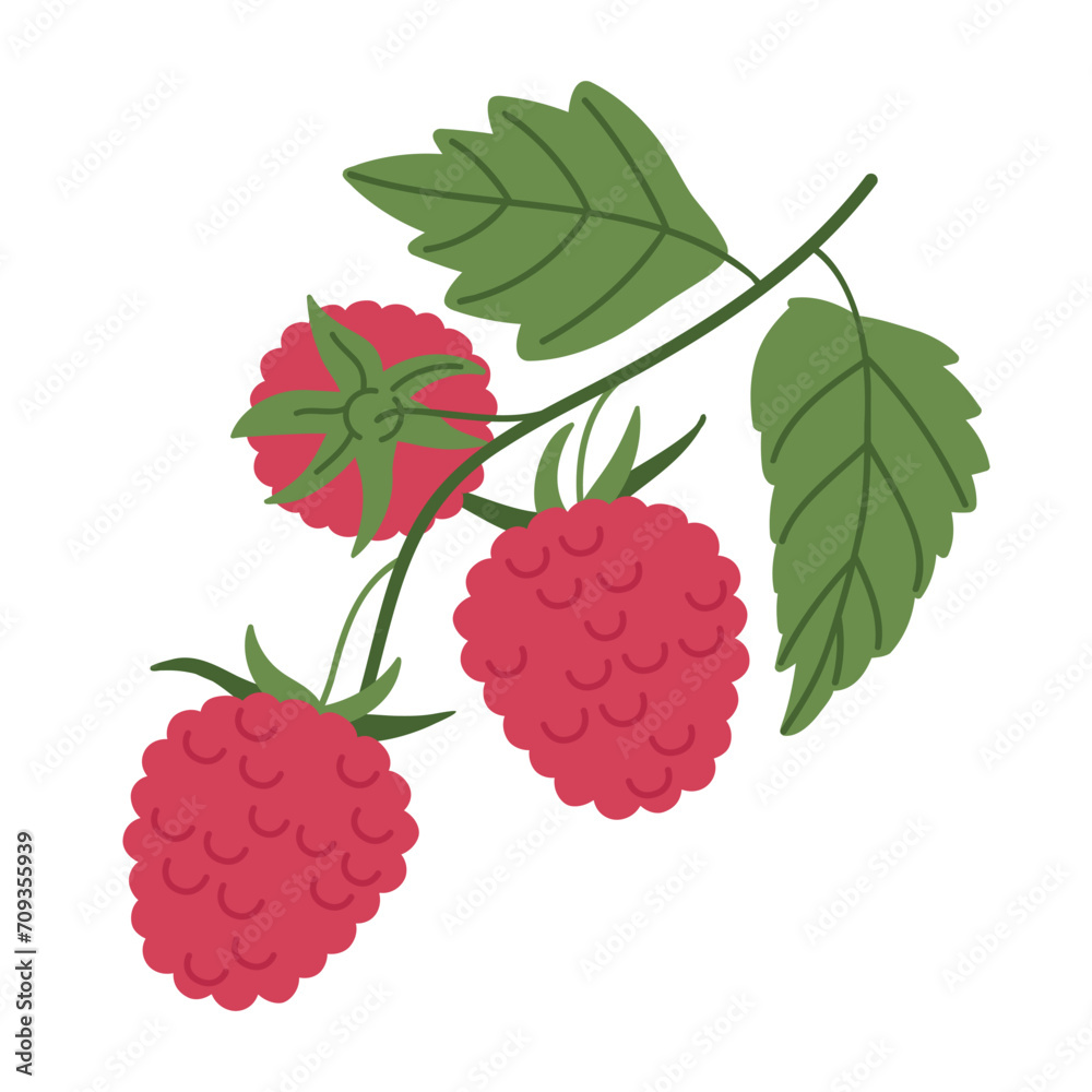 Raspberry branch. Fresh edible red berries for healthy nutrition, hand drawn juicy forest berries flat vector illustration. Delicious raspberries on twig Raspberry branch. Fresh edible red berries for healthy nutrition, hand drawn juicy forest berries flat vector illustration. Delicious raspberries on twig