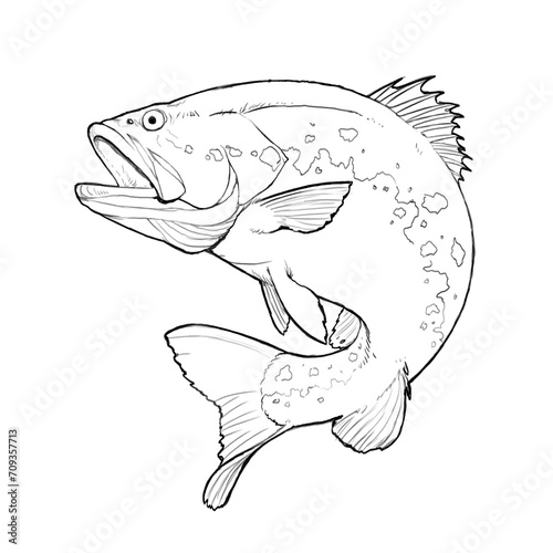 Bass fish Sketch Black and white jumps out of water isolate realistic illustration. Big Largemouth Bass. perch fishing in the usa on a river or lake at the weekend.