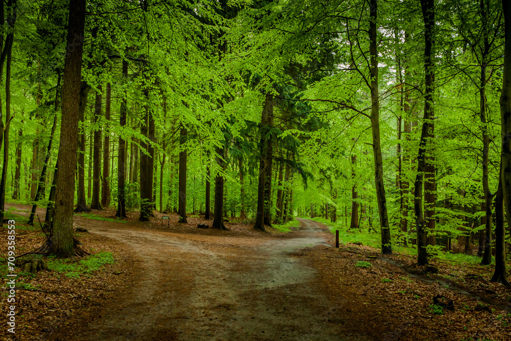 Naklejka premium path in the forest