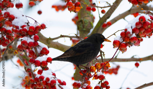 Common Blackbird (Turdus merula) bird sitting on the hawthorn branch and eating berries in winter time photo