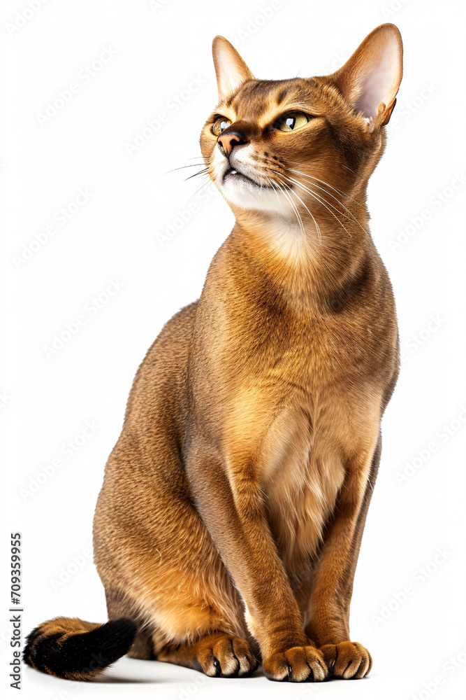 Abyssinian cat isolated on white background