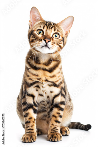Bengal cat isolated on white background