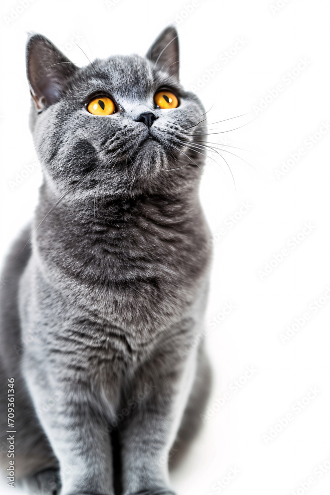 British Shorthair cat isolated on white background	