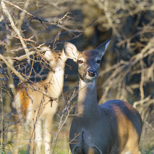 Two whitetail does hiding in the woods on a late afternoon in early January 2024 near Benbrook Lake, Texas. The distant doe resembles a Patronum of Harry Potter's mother Lily or of Snape. photo