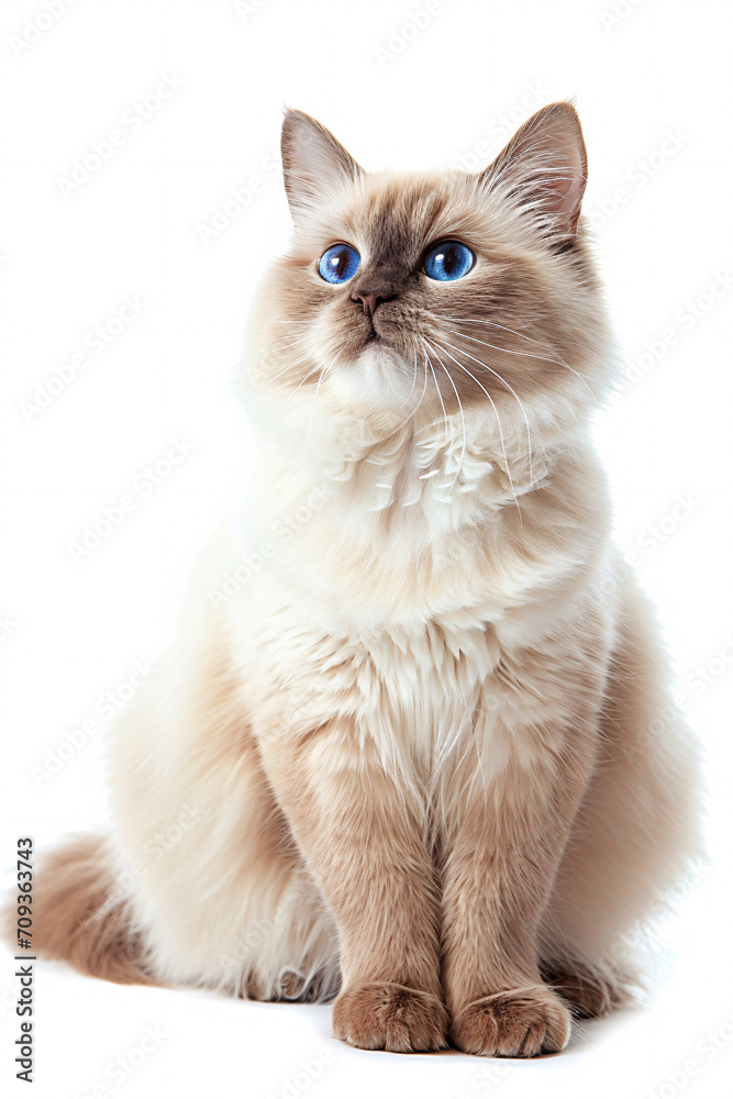 Ragdoll cat isolated on white background