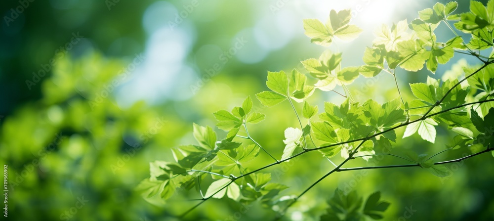 Fresh green bio background with blurred foliage, bright sunlight, and copyspace for text or ads. Fresh green bio background with blurred foliage, bright sunlight, and copyspace for text or ads.