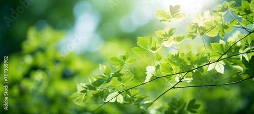 Fresh green bio background with blurred foliage, bright sunlight, and copyspace for text or ads.