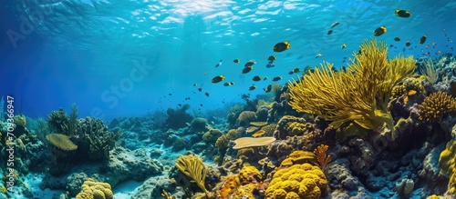 Coral reef near Bonaire in the Caribbean. photo