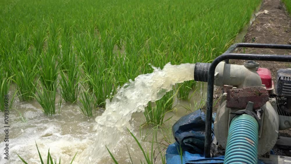 Irrigation of rice fields using pump wells with the technique of ...