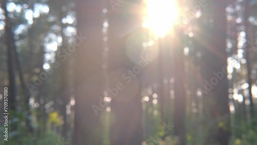 Coniferous forest in the glare from the sun hiding behind the trees. Blurred background. 