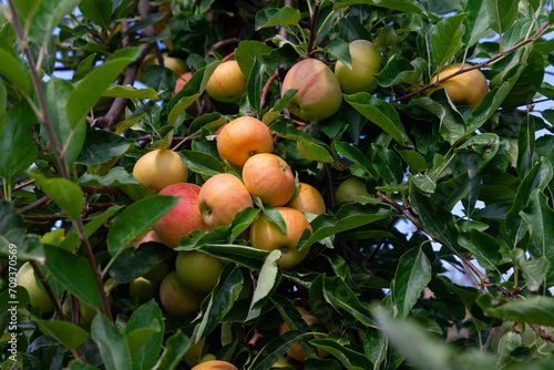 Harvesting. Closeup of ripe sweet apples on tree branches in green foliage of summer orchard