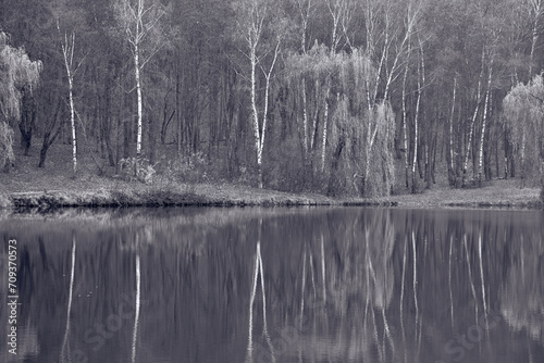 Serene forest scene captures tranquil water reflecting slender birch trees. Dense wilderness suggests late autumn or winter. Peaceful mood emanates from natural setting photo