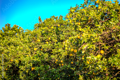 Fototapeta Naklejka Na Ścianę i Meble -  Orange tree plantation in a sunny day, Brazil's countrysie