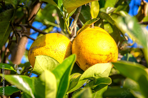 Orange tree plantation in a sunny day, Brazil's countrysie photo