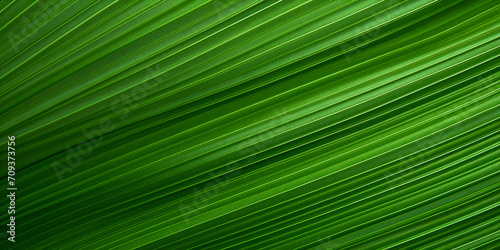 palm leaf background © Sarah