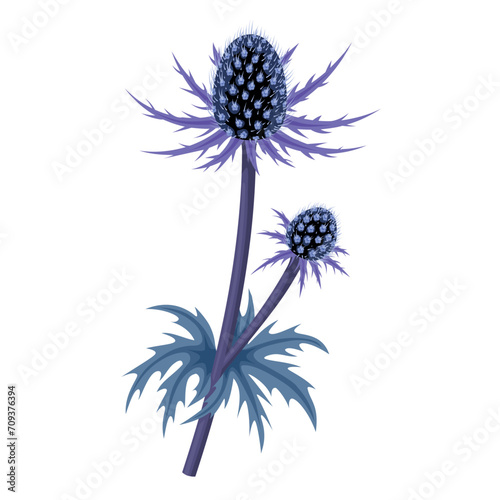 Vector illustration, Eryngium planum, blue eryngo or flat sea holly, isolated on white background. photo