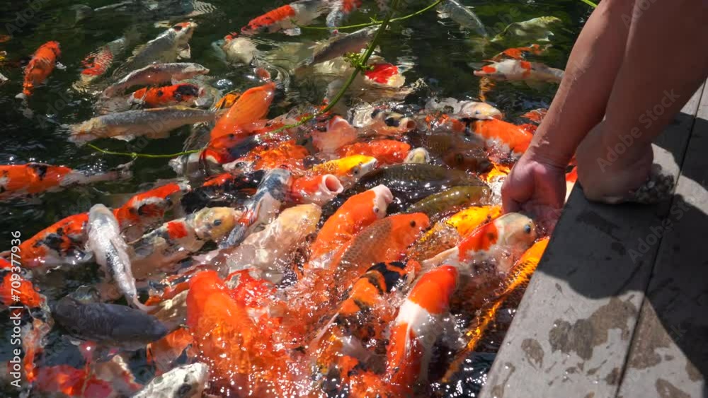 Goldfish and koi in a pond with green water. Koi nishikigoi are colored varieties of the Amur carp (Cyprinus rubrofuscus) that are kept for decorative purposes in outdoor koi ponds or water gardens.