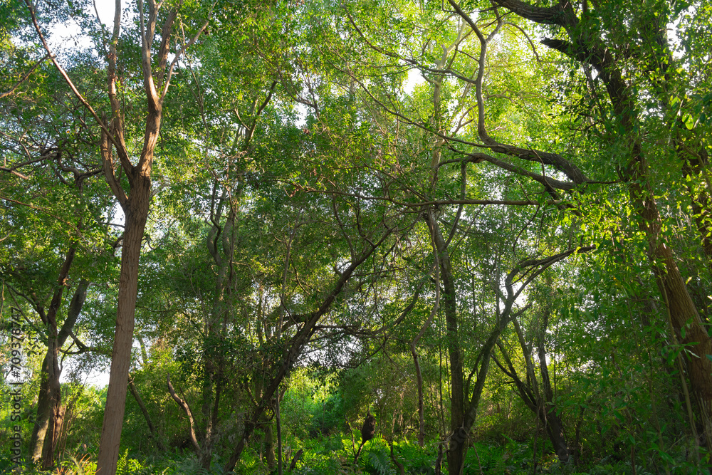 Fototapeta premium Blue sky and green trees.