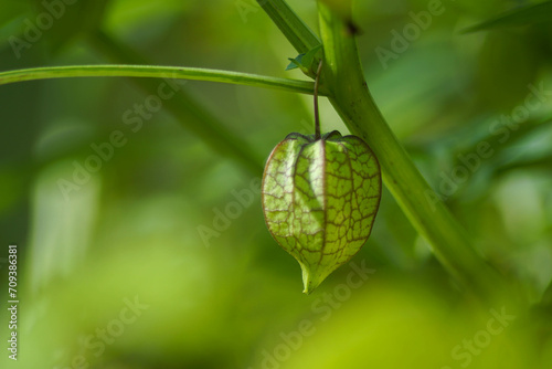 A close-up view of groundcherries, edible wild fruit on tree in the garden. Groundcherries, also known as ciplukan, Physalis peruviana, and Inca berry