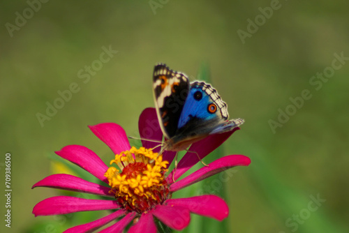 a beautiful butterfly alights on a flower © Nurchabib