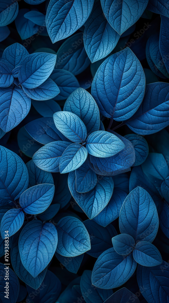 Beautiful dark background of blue leaves. Top view.