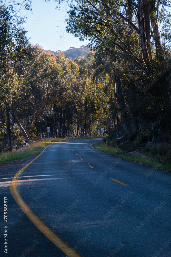 Road in the forest