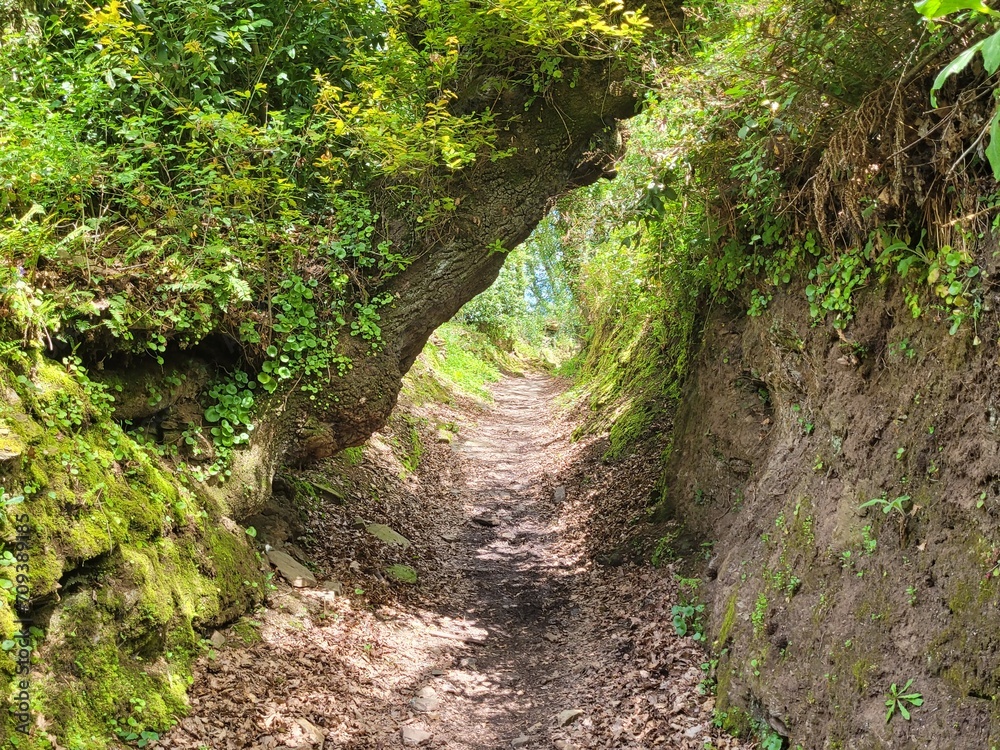 Obraz premium caminhos da natureza