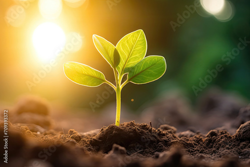 Fototapeta Young plant sprouting from soil with sunlight flaring in the background, symbolizing growth and new beginnings
