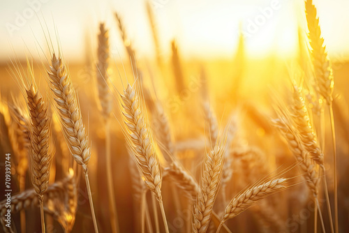 Golden wheat field with sun flare at sunset  close-up.