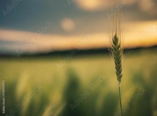 Wheat leaves macro photography	