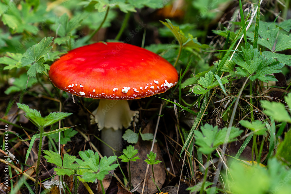 Red fly agaric mushroom against the autumn background in the forest Red fly agaric mushroom against the autumn background in the forest