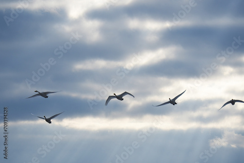 曇天を低く飛ぶ白鳥たち © mayudama