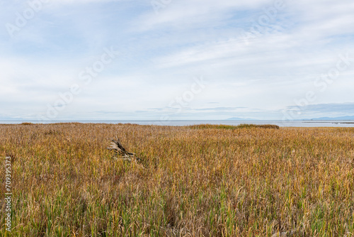 Yellow stems of dried autumn grass and reeds against the blue cloudy sky Terra Nova Rural Park Richmond British Columbia