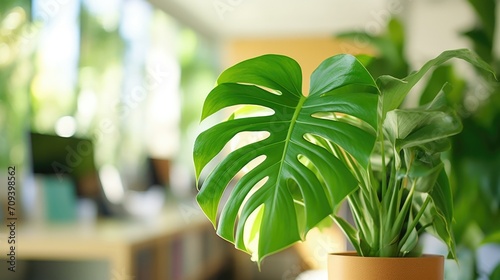 Macro shot of a vibrant green monstera plant in a corner of an office.