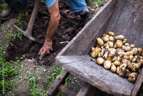 Wallpaper Mural Senior Man Traditionally Harvesting Potatoes in His Home Organic Garden Torontodigital.ca