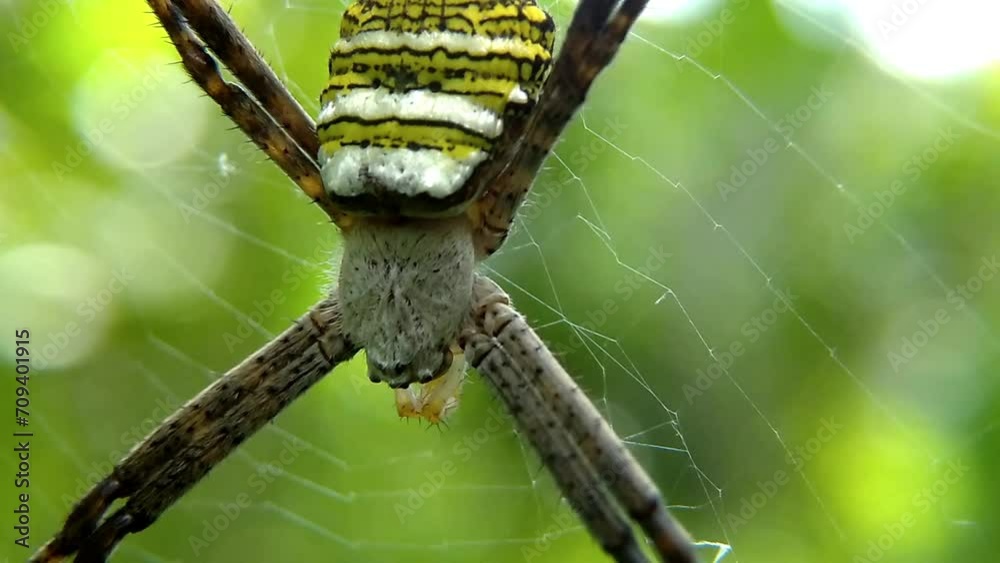 Close up shot of Argiope bruennichi spider in spider web house