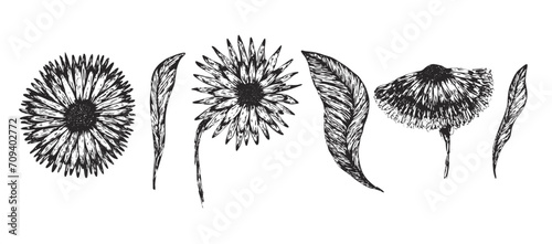 Set of black hand drawn sketch abstract daisy flowers and leaves. Beautiful vector floral symbols for greeting cards design, wedding and birthday decoration, sticker, logo