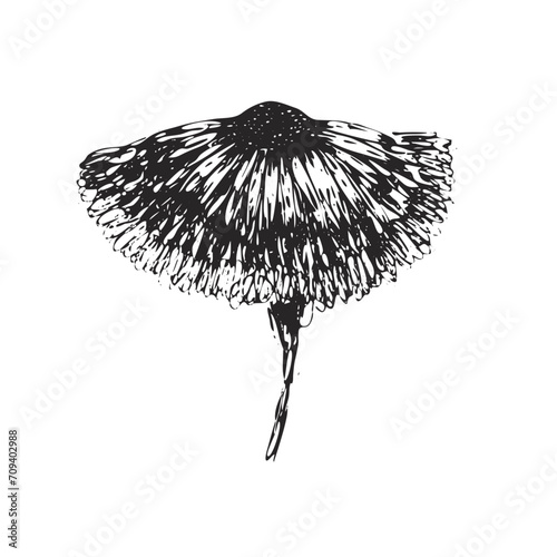 Black ink vector hand drawn sketch gerbera flower illustration. Delicate expressive ink abstract daisy floral symbol for greeting cards design, wedding and birthday decoration, sticker, logo