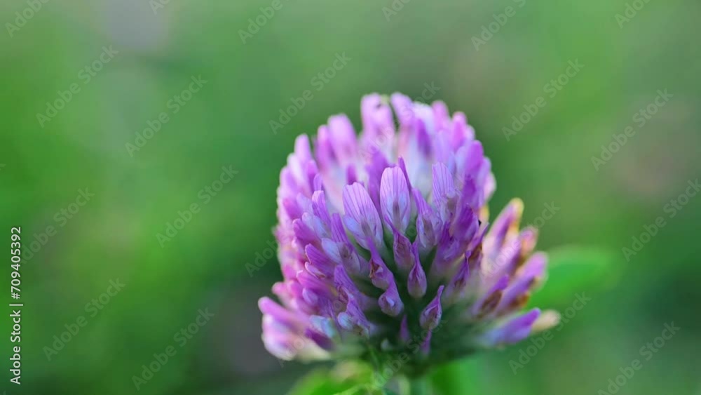 Red clover flower in the rays of the sun. Clover extract. 4k footage Red clover flower in the rays of the sun. Clover extract. 4k footage