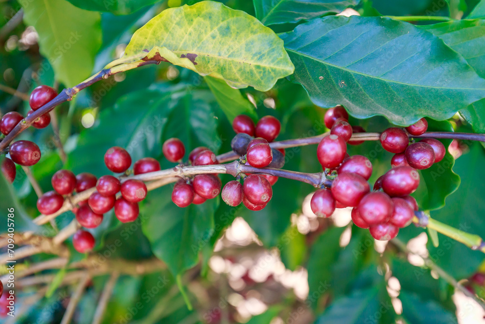 Fototapeta premium Coffee beans growing on coffee tree in Brazil's coutryside