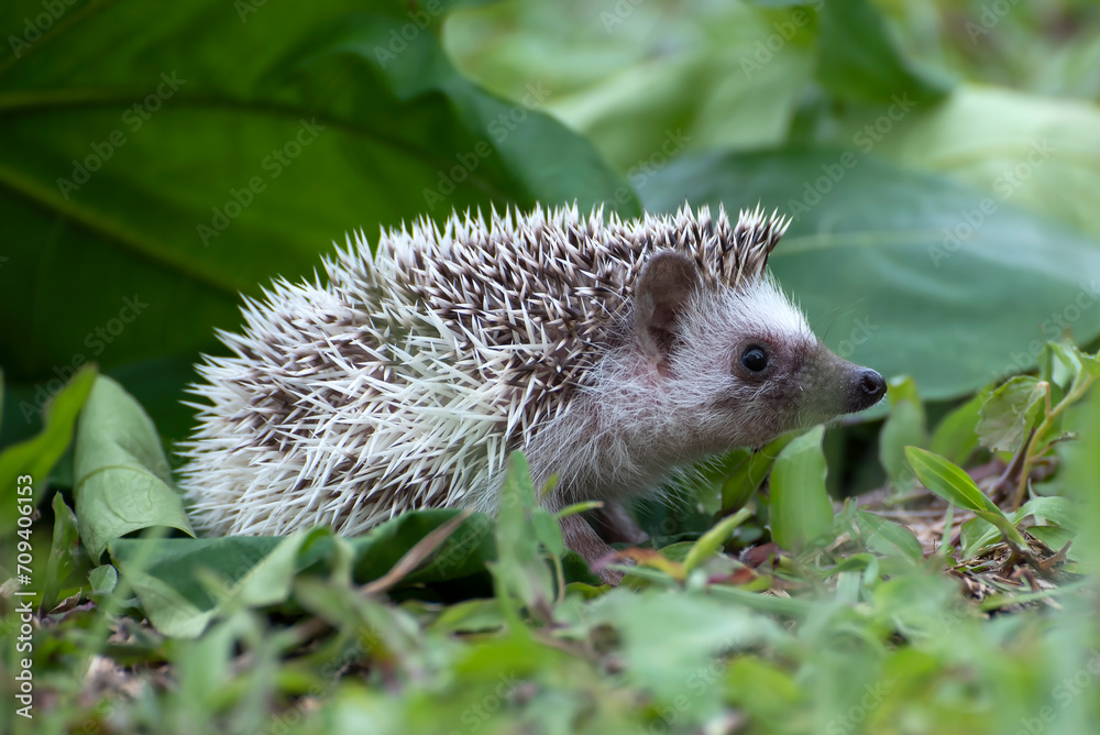 Mini hedgehog playing in the garden Mini hedgehog playing in the garden