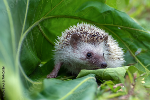 Mini hedgehog playing in the garden photo