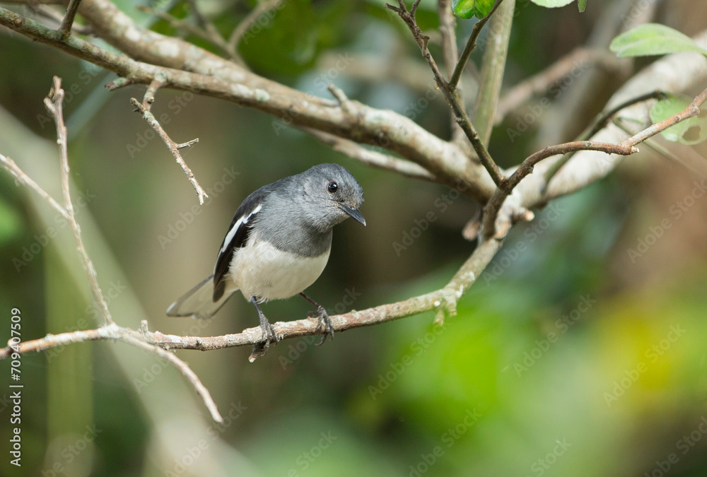 Oriental magpie robin (Copsychus saularis) on tree Oriental magpie robin (Copsychus saularis) on tree
