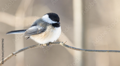  Black-capped Chickadee Bird (Poecile atricapillus), A Charming Songbird Perched on a Tree Branch in Crisp Black and White.  Wildlife Photography. photo