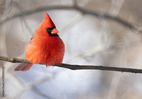 Cardinal on a branch. A Northern Cardinal (Cardinalis cardinalis) Sings the Poem of Love and Loss on a Tree Branch – A Spiritual Songbird Moment. Wildlife Photography.