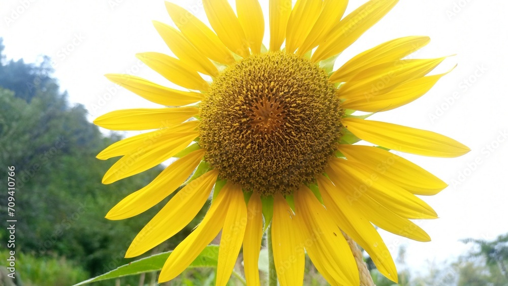 Sunflower in the field.Sunflower background close up natural beauty. Sunflower in the field.Sunflower background close up natural beauty.