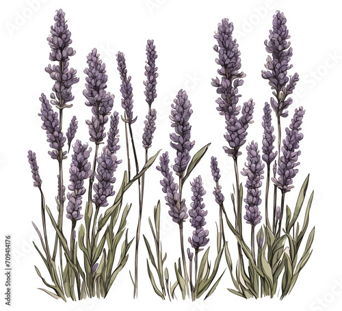 lavender plant hand drawn illustration vector graphic asset photo