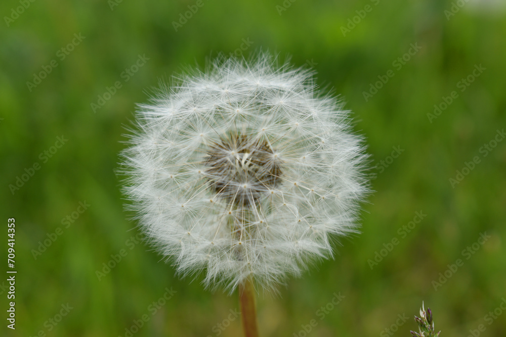 Obraz premium Beautiful flower Dandelion on a green background. Close up of fluffy Dandelionon. Taraxacum Erythrospermum. Abstract nature background . Computer background. Lush flowers dandelions