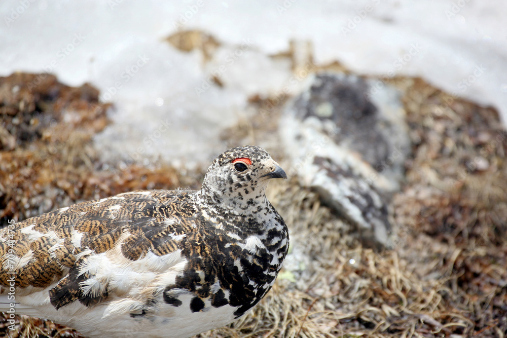 Ptarmigan in Camouflage and Snowy Tundra Ptarmigan in Camouflage and Snowy Tundra